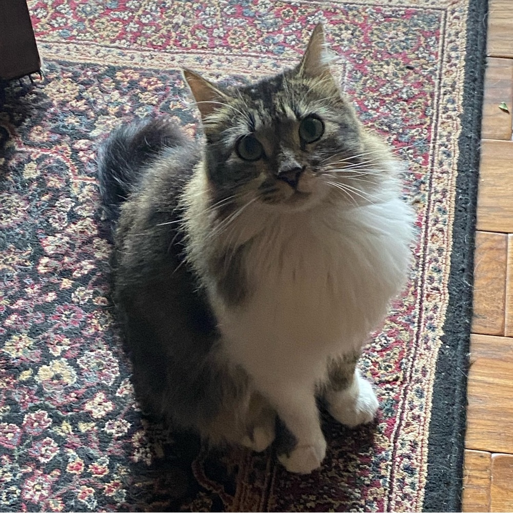 Meet your Posher, Tricia